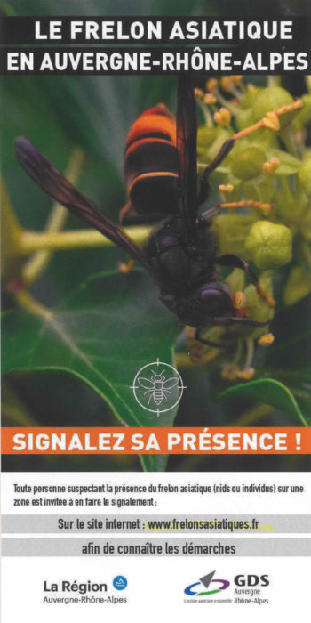 Frelon asiatique : Signalez sa présence