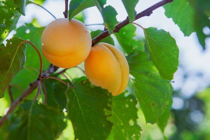 Vente d’Abricots produits dans la Drôme, -20 %