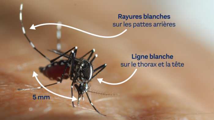 Ensemble, luttons contre le moustique tigre !